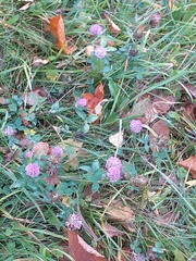 Trifolium pratense