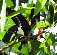Papilio iswara