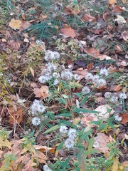 Asteraceae
