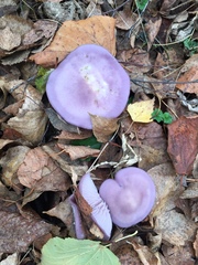 Lepista nuda