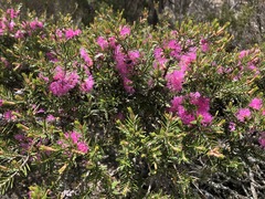 Melaleuca wilsonii
