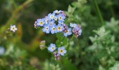 Myosotis graminifolia