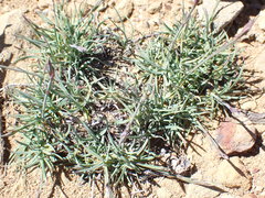 Dianthus namaensis