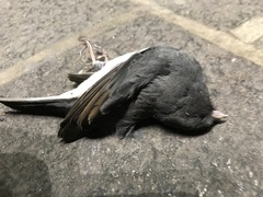 Junco hyemalis