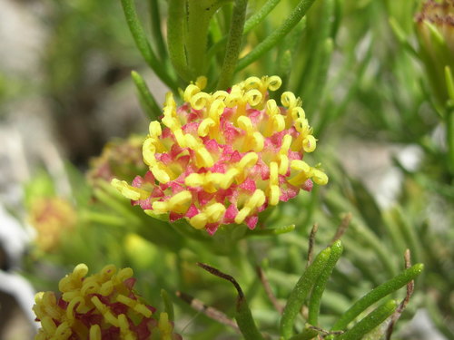 Género Peucephyllum · iNaturalist Mexico