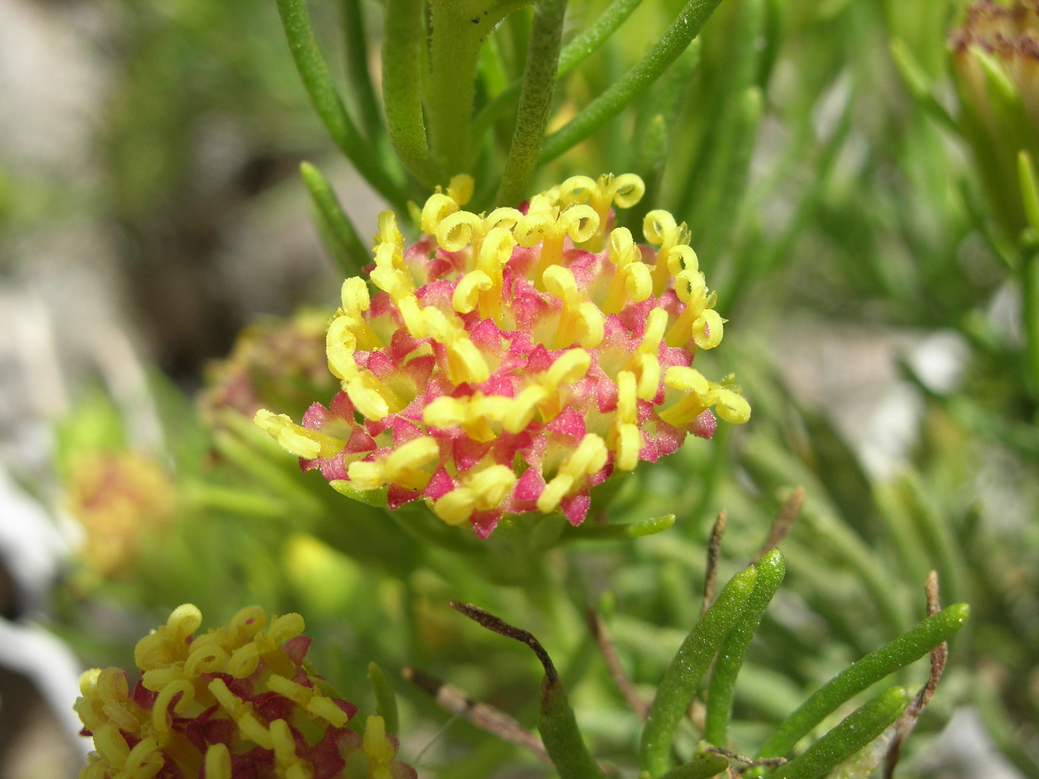 Peucephyllum