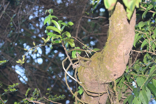Image of Aerides crispa by no rights reserved