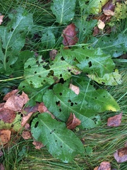 Rumex obtusifolius