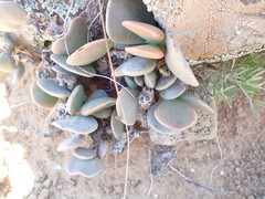 Adromischus liebenbergii