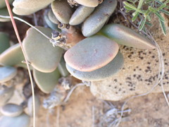 Adromischus liebenbergii