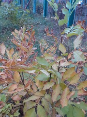 Fraxinus pennsylvanica