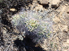 Tylecodon reticulatus