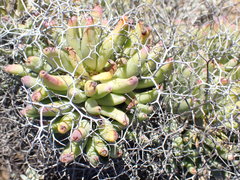 Tylecodon reticulatus
