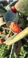 Opuntia ficus-indica