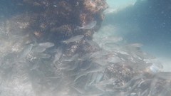 Helotes octolineatus