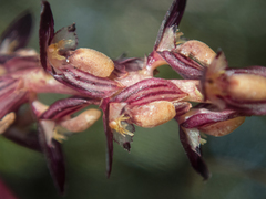 Bulbophyllum alcicorne