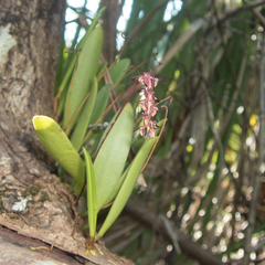 Bulbophyllum alcicorne