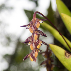 Bulbophyllum alcicorne