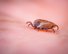 Rhipicephalus sanguineus