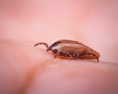 Rhipicephalus sanguineus