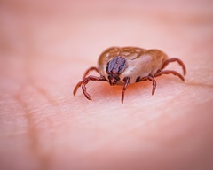 Rhipicephalus sanguineus