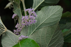 Callicarpa candicans