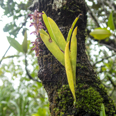 Bulbophyllum alcicorne