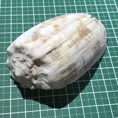 Conus geographus