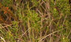 Searsia cuneifolia