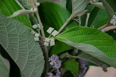 Callicarpa candicans