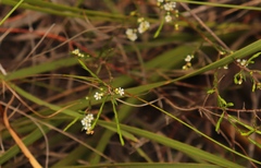 Coleonema juniperinum