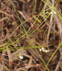 Coleonema juniperinum
