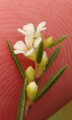 Coleonema juniperinum