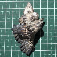 Chicoreus brunneus