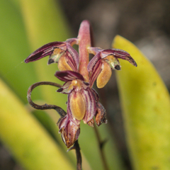 Bulbophyllum alcicorne