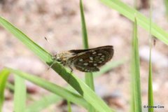 Piruna aea