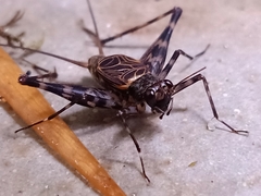 Parendacustes
