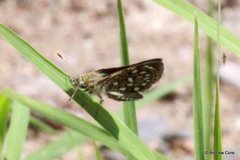 Piruna aea