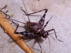 Parendacustes