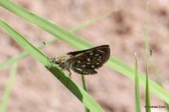 Piruna aea