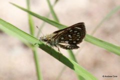 Piruna aea