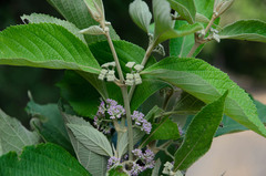 Callicarpa candicans