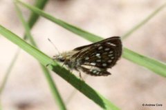 Piruna aea