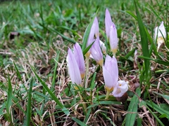Crocus kotschyanus