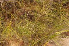 Coleonema juniperinum