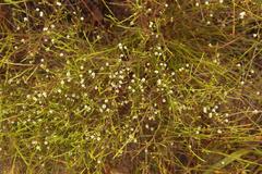 Coleonema juniperinum