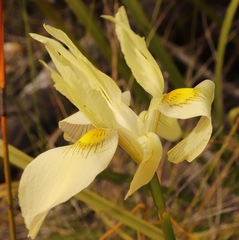Moraea angusta