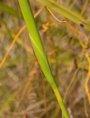 Moraea angusta