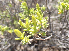 Pteronia empetrifolia