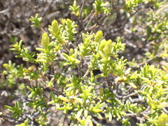 Pteronia empetrifolia